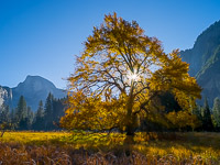 Sunburst Autumn Elm and Halfdome, Cook's Meadow Halfdome-Elm-Tree-Sunrise-Starburst-Cooks-Meadow-Yosemite-California.jpg