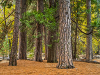 Tree-Group-Autumn-Yosemite-California.jpg