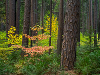 Valleyview Forest Detail Valleyview-Forest-Detail-Dogwood-Yosemite-California.jpg