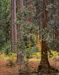 Fall Forest Detail Yosemite-Valley-Forest-Detail-Fall-California-2.jpg