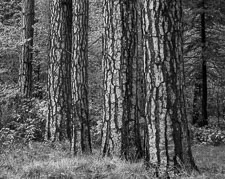 Ponderosa Pines B&W YosemiteValleyTigerStripTreesBW.jpg