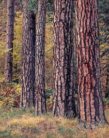 Ponderosa Pines YosemiteValleyTigerStripeTreesVertColor.jpg