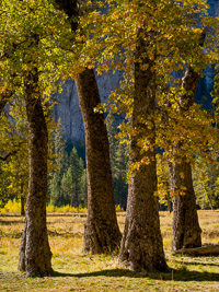 black-oak-trees-el-capitan-meadow-vertical-sunlight-yosemite-california.jpg