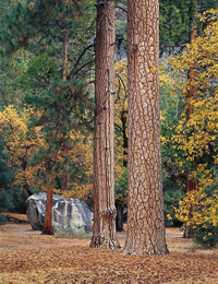 Bridwell Boulder bridwell-boulder-ponderosa-forest-camp4-yosemite-california-v4-2.jpg