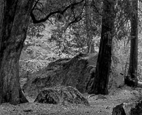 Forest Detail near the Ahwahnee fall-forest-rock-ahwahnee-bw-yosemite-california.jpg