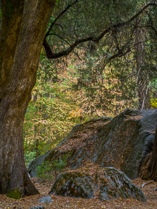 Forest Detail near the Ahwahnee fall-forest-rock-ahwahnee-vertical-yosemite-california-Edit.jpg