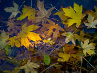 fall-leaves-merced-river-sunlight-yosemite-california.jpg