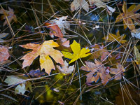 Fall Leaves, Merced River fall-leaves-merced-river-yosemite-california.jpg
