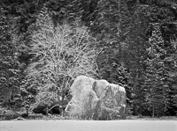 Snowy forest edge frost-covered-boulder-forest-yosemite-california.jpg