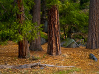Glowing Forest near the Ahwahnee glowing-forest-detail-yosemite-california.jpg