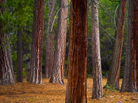Glowing Forest near the Ahwahnee glowing-forest-detail2-yosemite-california.jpg