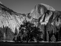 half-dome-cooks-meadow-elm-tree-silhouette-yosemite-california.jpg