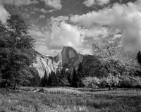 half-dome-cooks-meadow-elm-tree-yosemite-california.jpg