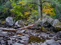 happy-isles-forest-detail-yosemite-california.jpg