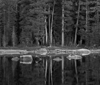 high-sierra-pond-detail-yosemite-national-park-california.jpg