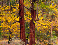 Incense Cedars, Fall incense-cedars-fall-forest-yosemite-california.jpg