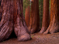 mariposa-grove-giant-sequoia-bachelor-three-graces-panoramic-yosemite-california.jpg