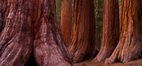 Bachelor and Three Graces + 1 mariposa-grove-giant-sequoia-bachelor-three-graces-panoramic-yosemite-california_v1.jpg