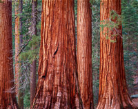 mariposa-grove-giant-sequoia-bachelor-three-graces-yosemite-california-2.jpg