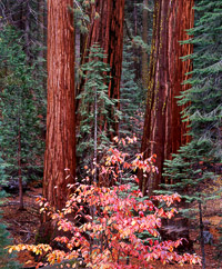 mariposa-grove-giant-sequoia-vertical-yosemite-california.jpg