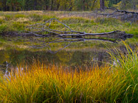 Quiet morning along the Merced merced-river-morning-fallen-tree-yosemite-california.jpg