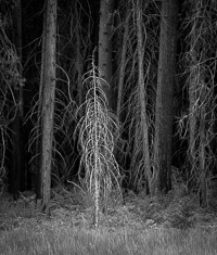 New Growth new-growth-forest-edge-yosemite-california_v1.jpg