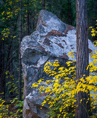 rock-tree-forest-detail-fall-yosemite-california.jpg