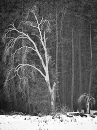 Snowstorm snowstorm-forest-yosemite-california.jpg