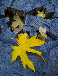 stump-fall-leaves-yosemite-california.jpg