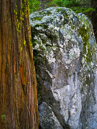 tree-boulder-lichen-detail-yosemite-california.jpg