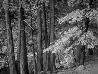 tree-group-near-merced-river-fall-yosemite-california-BW.jpg