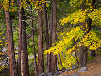 tree-group-near-merced-river-fall-yosemite-california.jpg