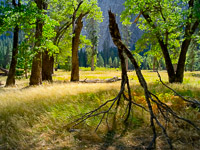 walking-black-oak-trees-snow-el-capitan-meadow-summer-yosemite-california-BW.jpg