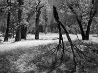 walking-black-oak-trees-snow-el-capitan-meadow-summer-yosemite-california-BW_v1.jpg