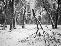 walking-black-oak-trees-snow-el-capitan-meadow-yosemite-california.jpg