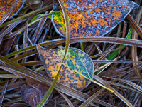 walton-frost-leaves-grass-Yosemite-California.jpg