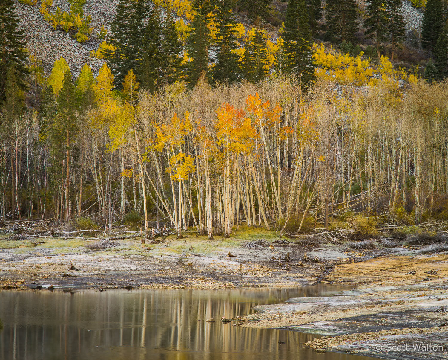 aspen-autumn-lake-detail-dawn-lundy-canyon-california.jpg