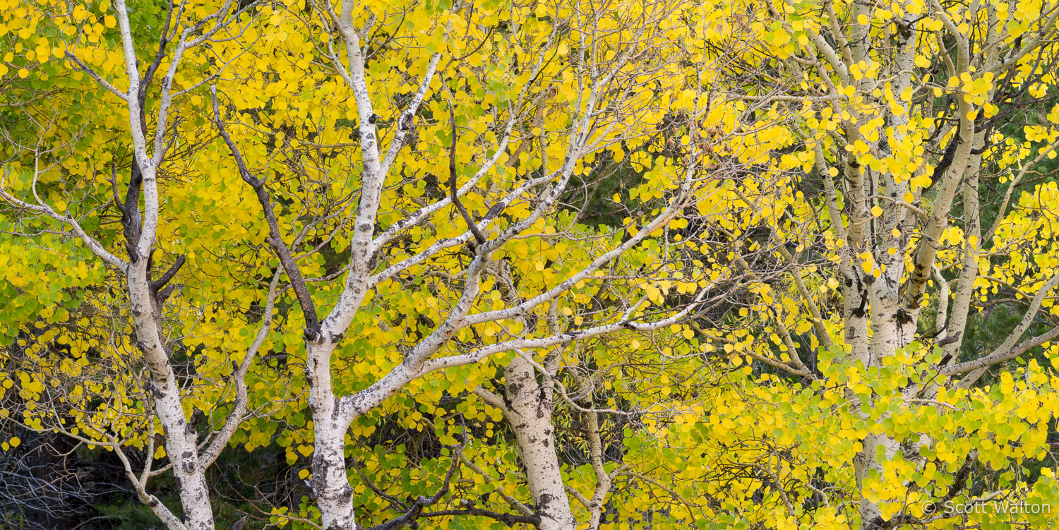 aspen-detail-rush-creek-eastern-sierra-california.jpg