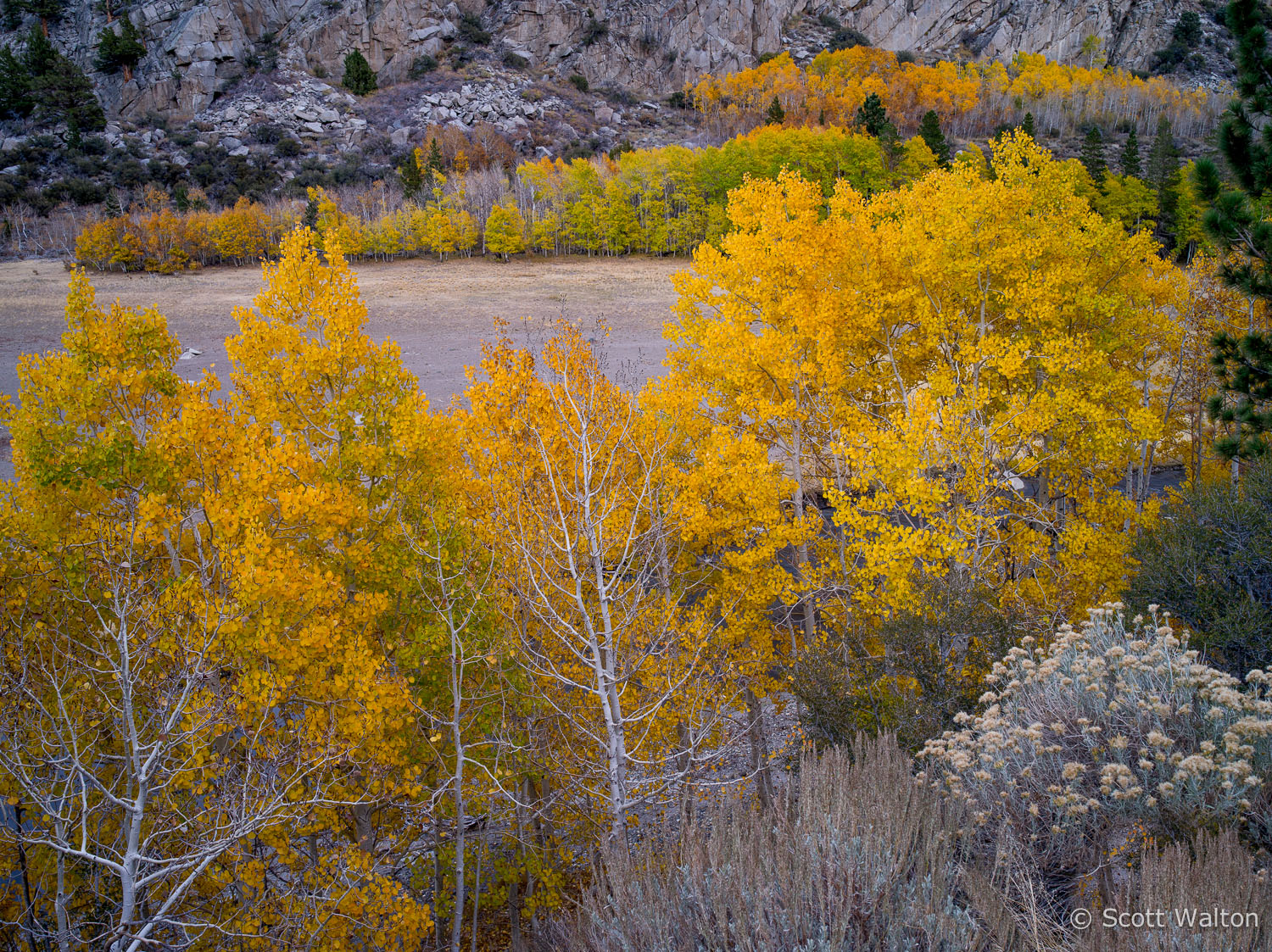 aspen-fall-color-rush-creek-june-lake-loop-california.jpg