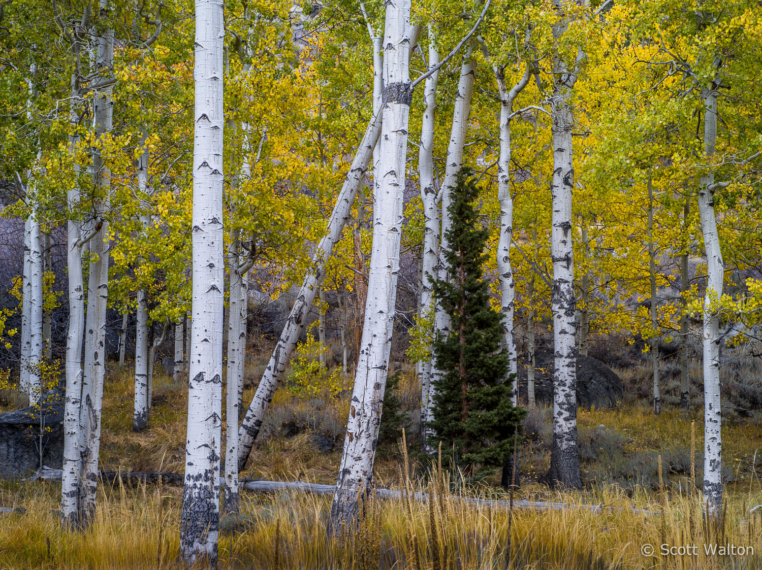 aspen-forest-autumn-lee-vining-canyon-california.jpg