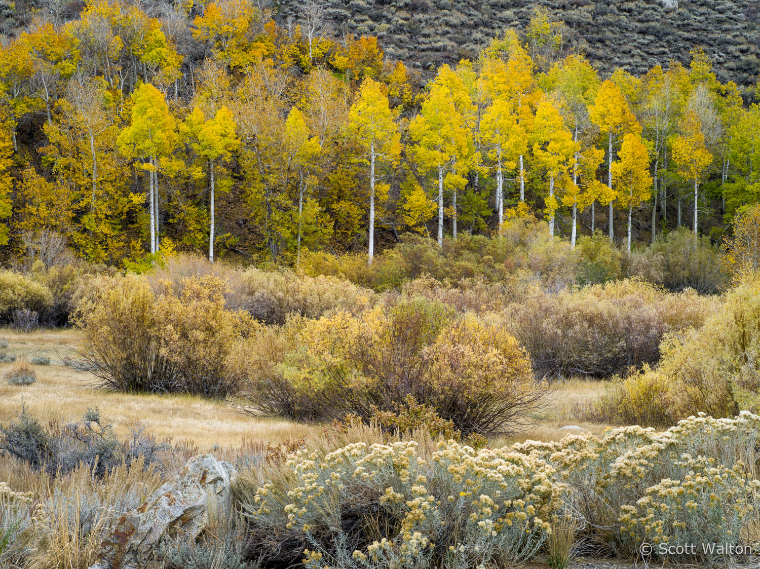 aspen-forest-detail-june-lake-loop-california.jpg