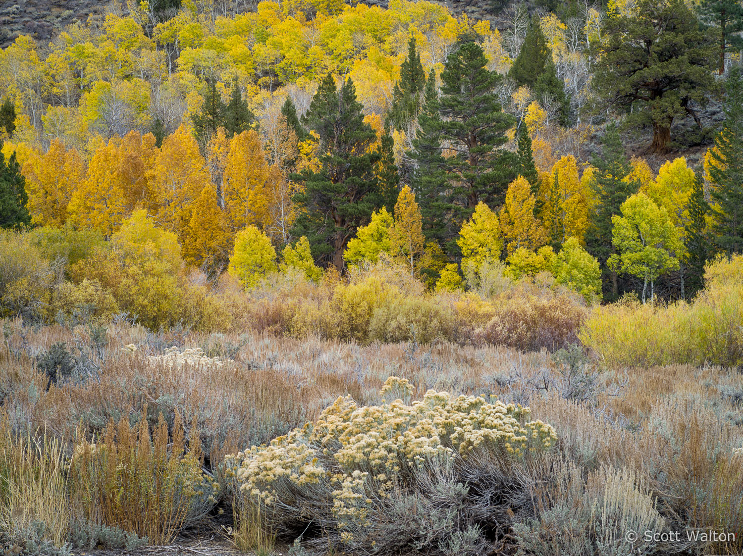 aspen-forest-detail2-june-lake-loop-california.jpg