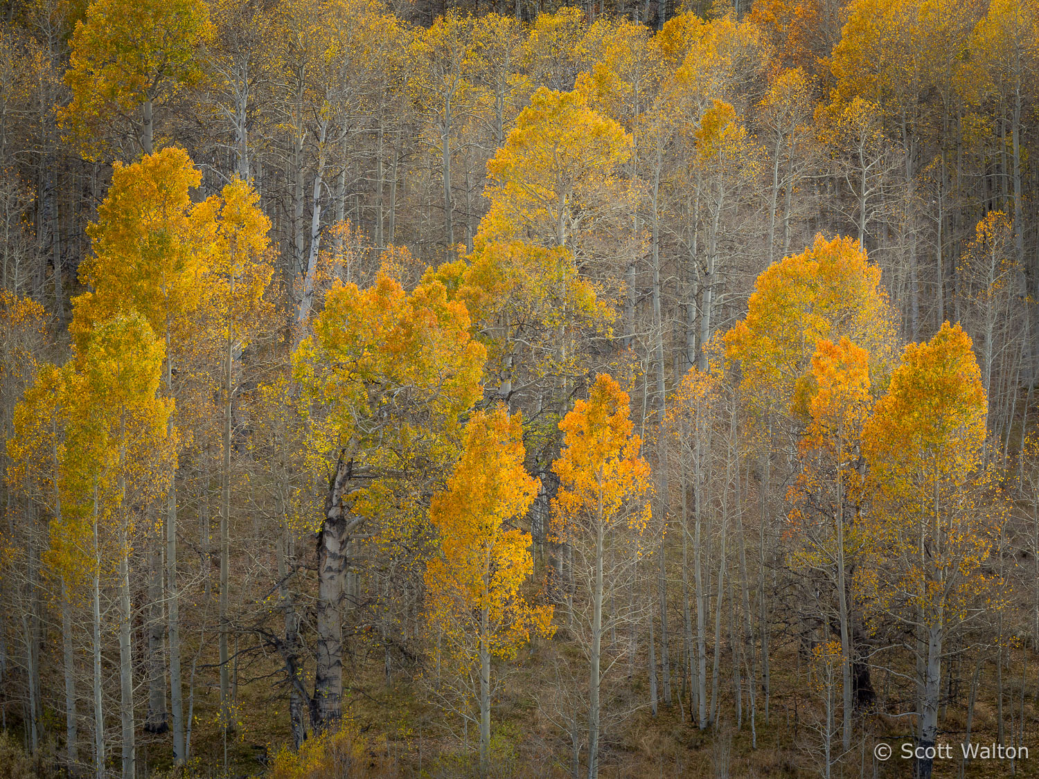 aspen-forest-fall-color-conway-summit-eastern-sierra-california.jpg