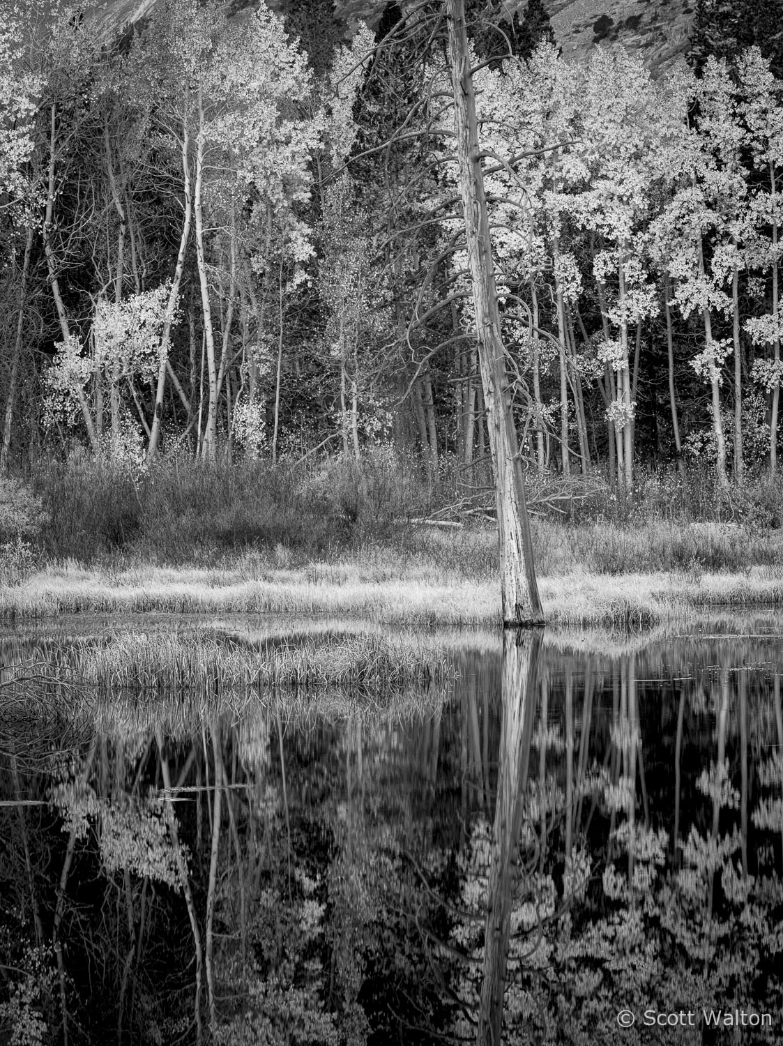 aspen-forest-reflections-pond-bw-lundy-canyon-california.jpg