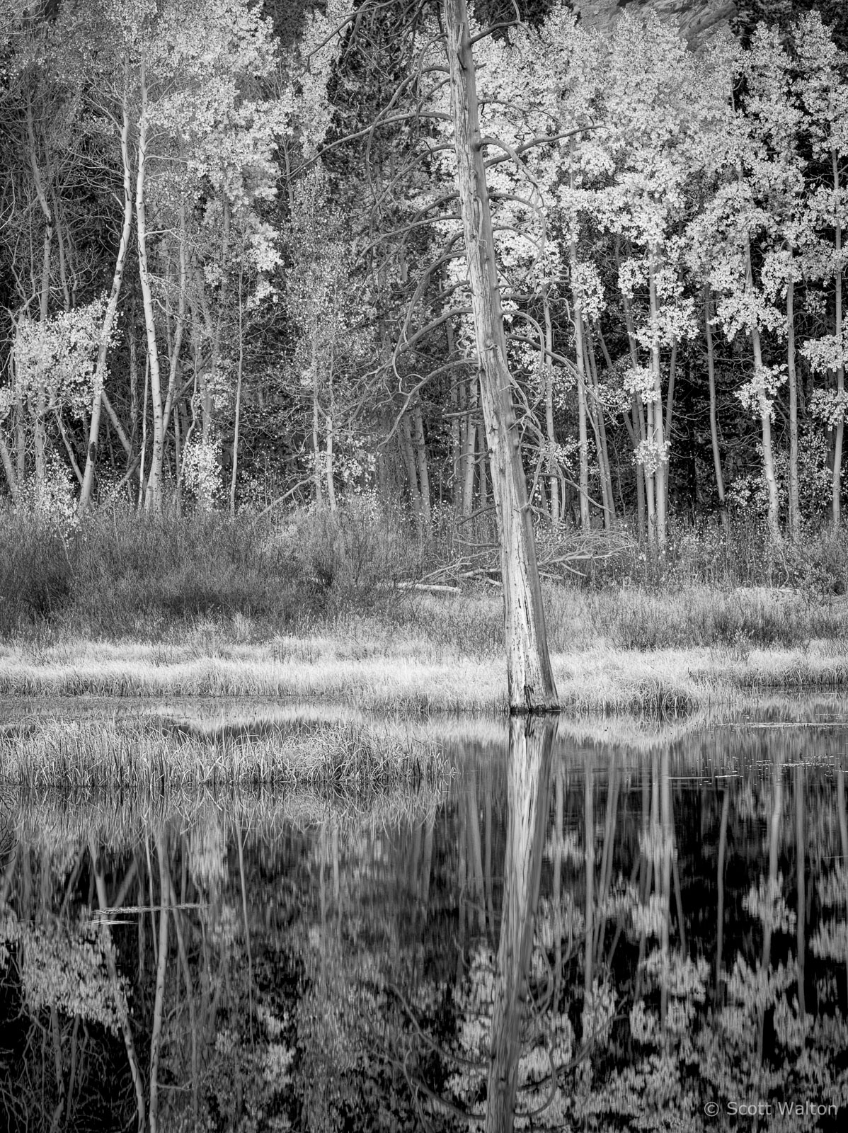 aspen-forest-reflections-pond-bw-lundy-canyon-california_v1.jpg