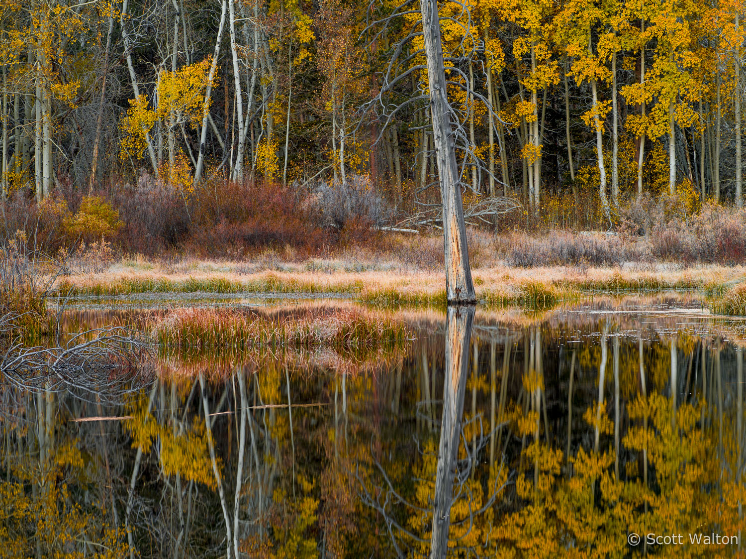aspen-forest-reflections-pond-lundy-canyon-california.jpg