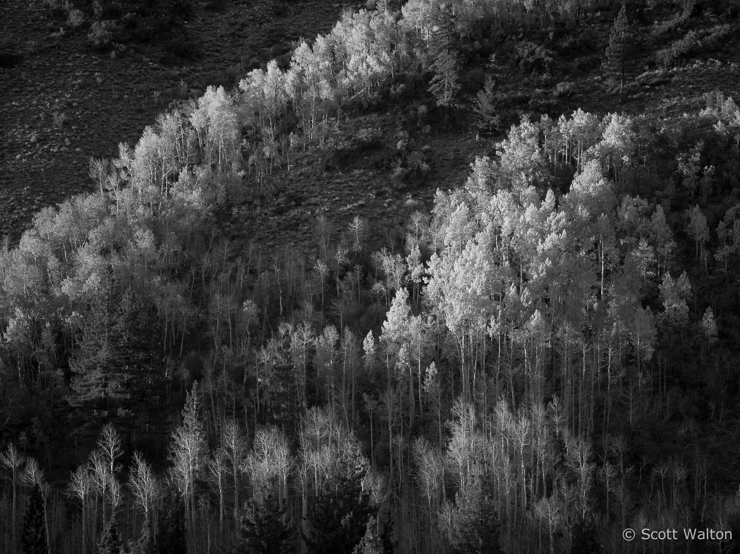 aspen-hillside-autumn-sunrise-bw-lundy-canyon-california.jpg