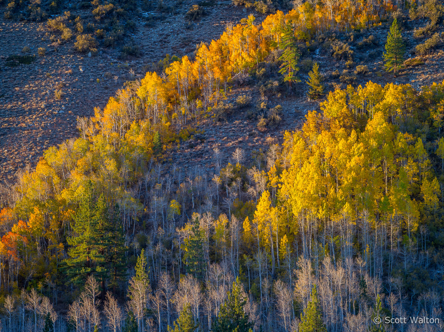 aspen-hillside-autumn-sunrise-lundy-canyon-california.jpg