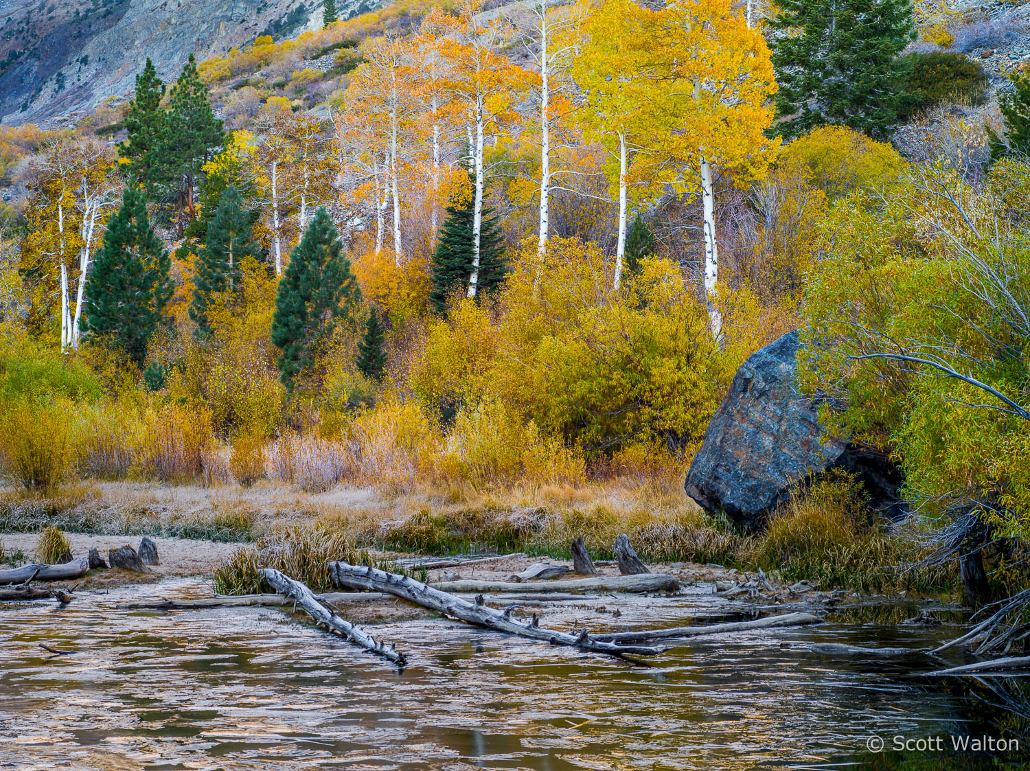 aspen-ice-pond-logs-lundy-canyon-california.jpg