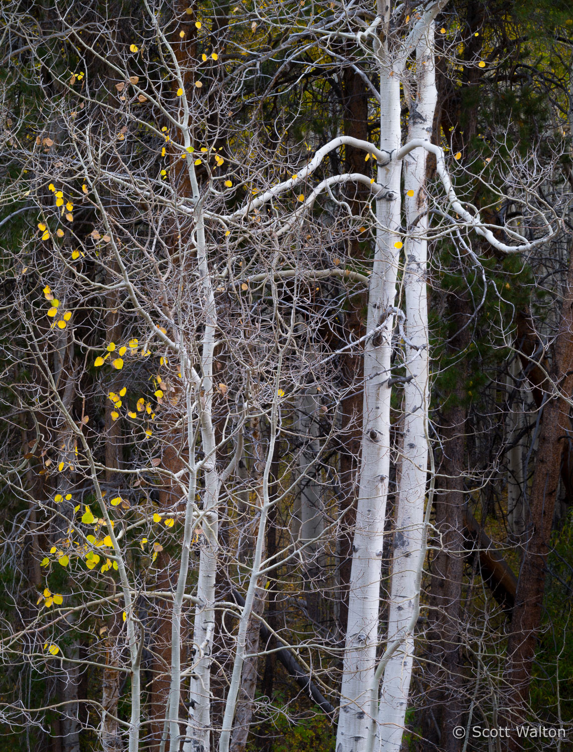 aspen-pair-walker-creek-eastern-sierra-california.jpg